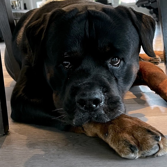 Meet your Posher, Jennie - Picture 1 of 1